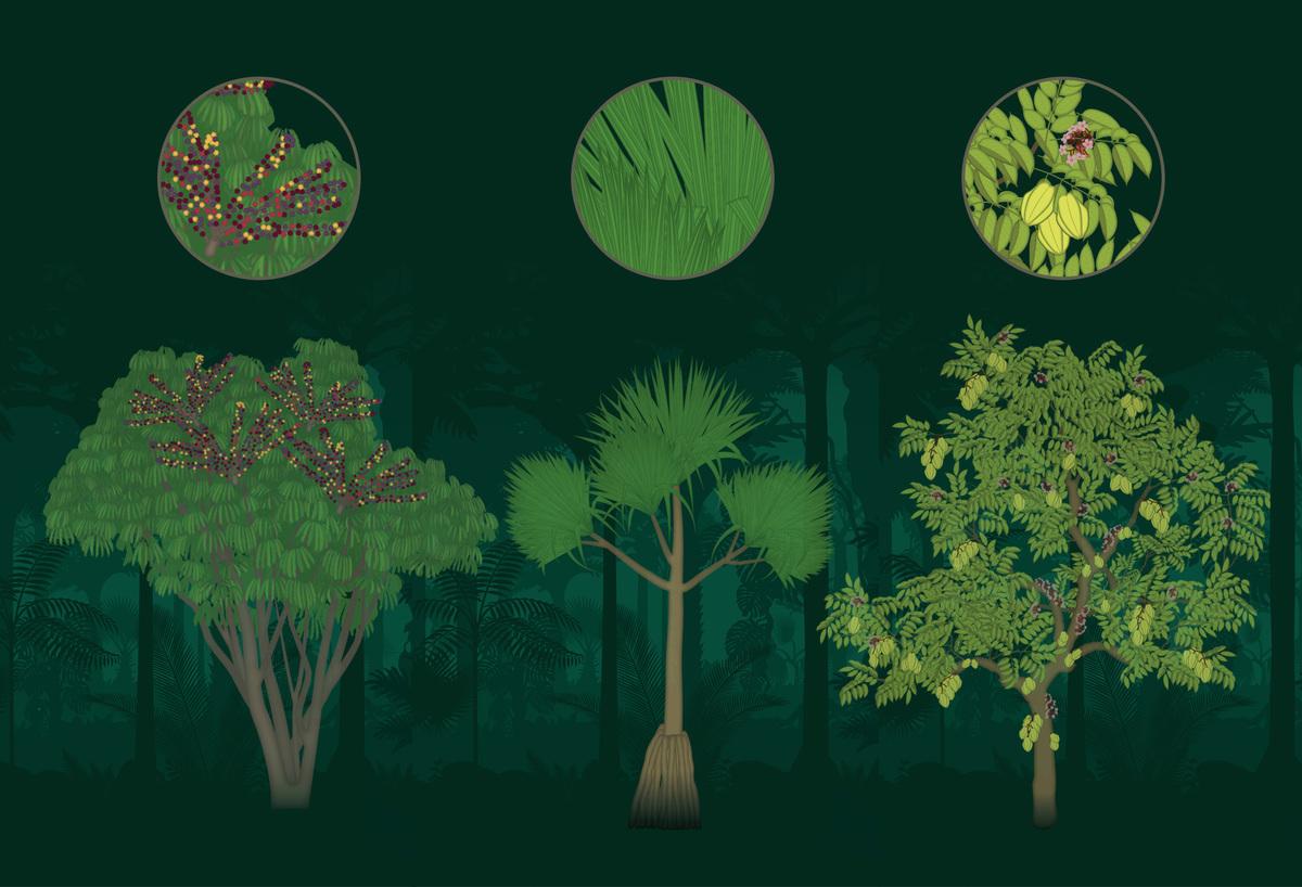 Illustrationen Pflanzen für App Design Dschungel
